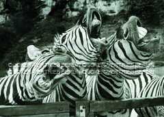 k003 zebras_000